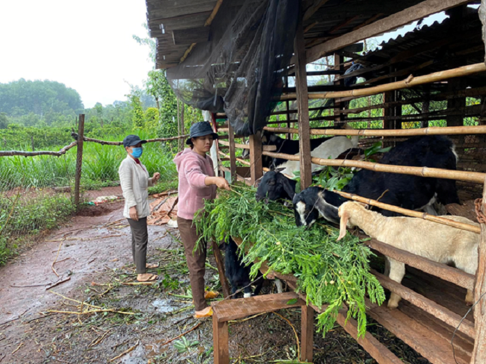 Hội viên phụ nữ khởi nghiệp thành công từ mô hình nuôi dê ở Cư Mốt 